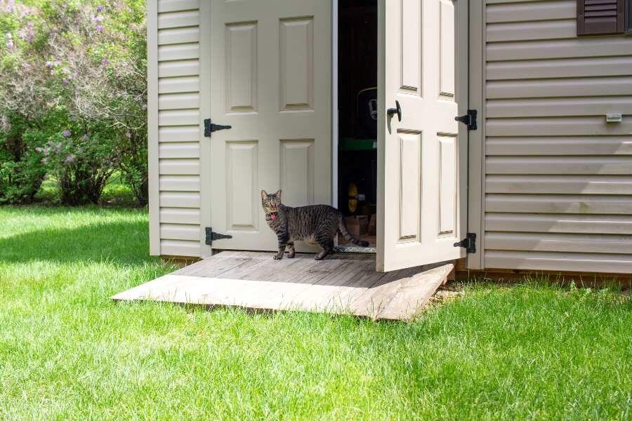 A cat stands in the doorway of a shed in Chicago, IL, observing its surroundings with curiosity